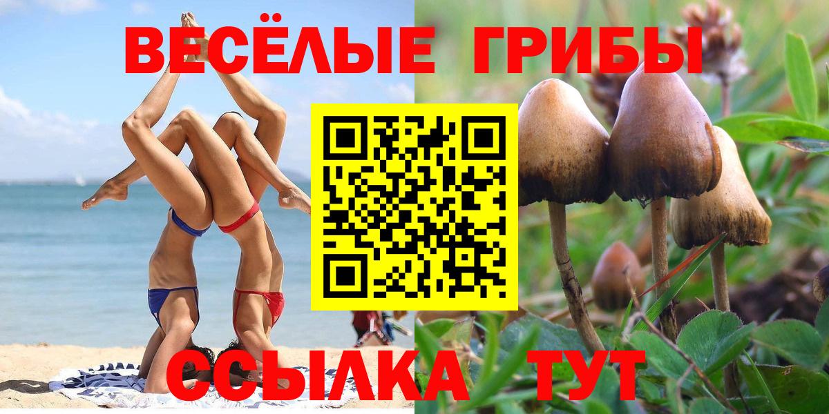 Псилоцибиновые грибы Psilocybine cubensis Всеволожск
